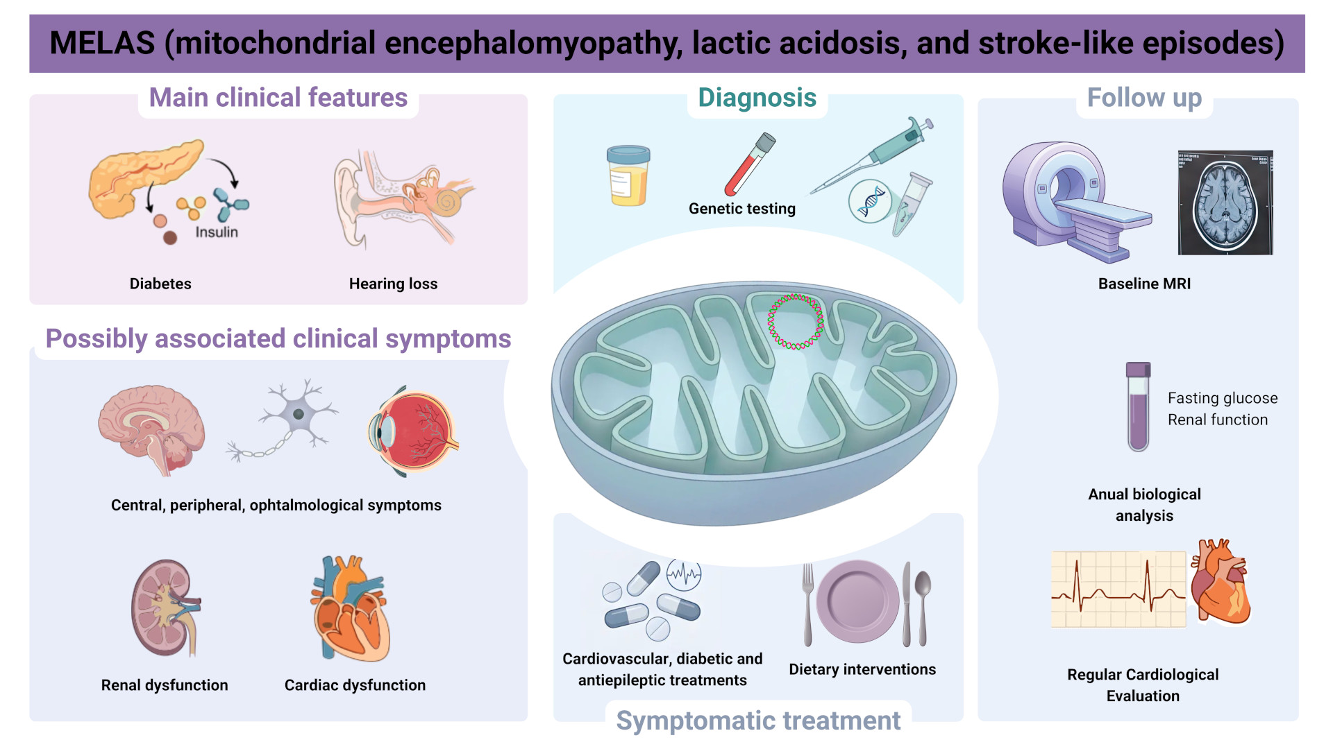 Schéma maladies mitochondriales